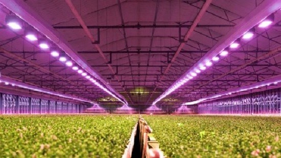 Como a indústria agrícola se beneficia com as lâmpadas LED?